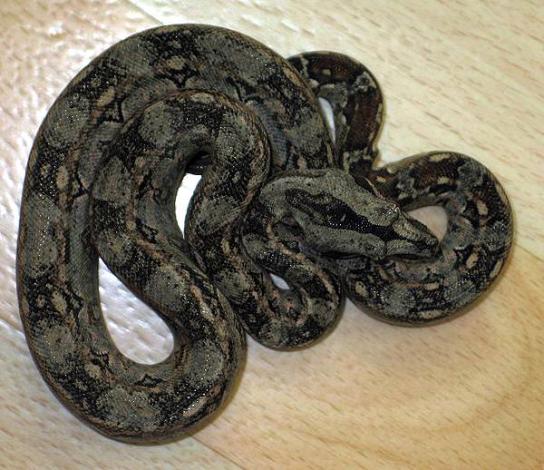 Boa c. imperator Tarahumara Mexico