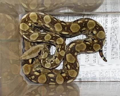 Boa c. imperator Mexiko Vera Cruz