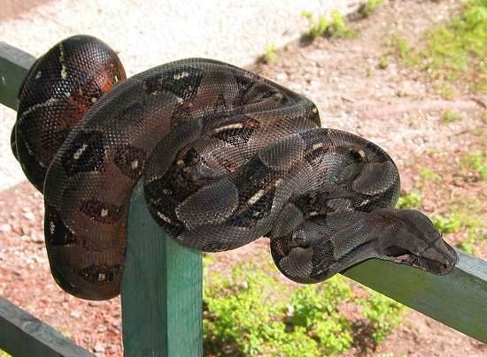 Boa c. imperator Corn Island