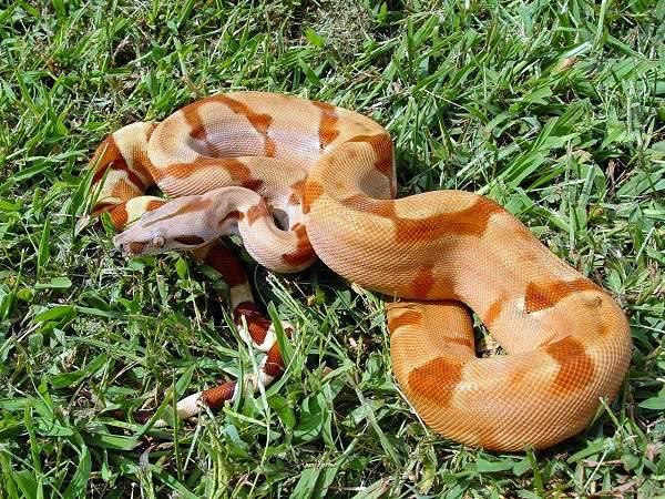 Salmon Hypo Boa