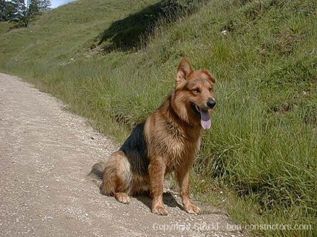 Unser Hund Ricky