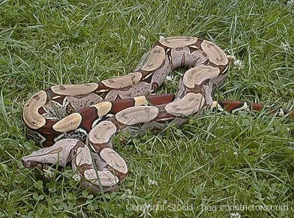 Boa c. constrictor Surinam - Surinam Rotschwanzboa