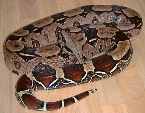 Boa c. constrictor Surinam Rotschwanzboa