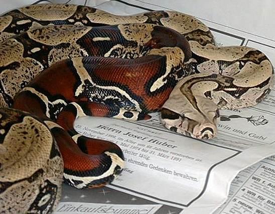 Boa c. constrictor Surinam