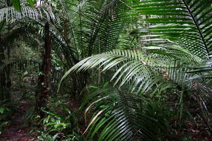 Boa constrictor Habitat Brasilien