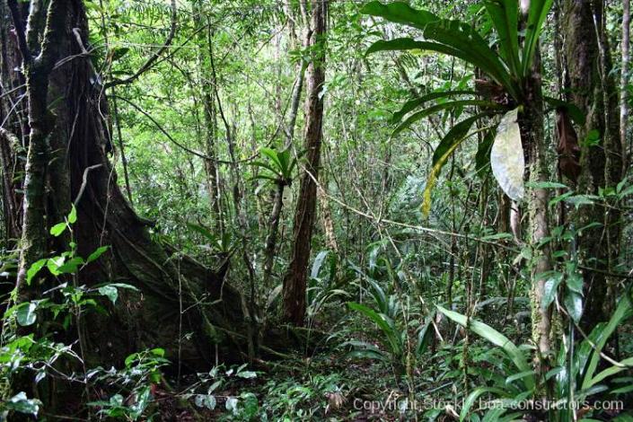 Boa constrictor Habitat Brasilien