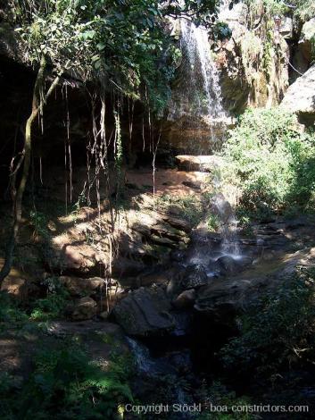 Boa constrictor Habitat Paraguay