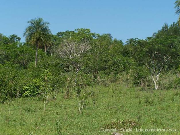 Boa constrictor Habitat Paraguay