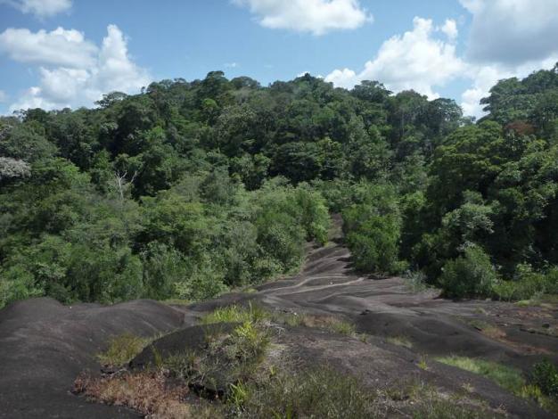 Boa constrictor Habitat Surinam
