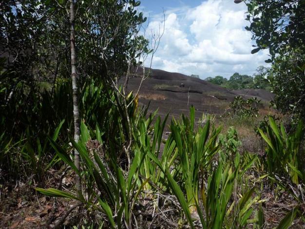 Boa constrictor Habitat Surinam