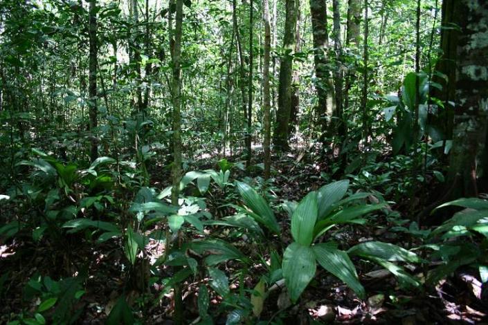 Boa constrictor Habitat Surinam