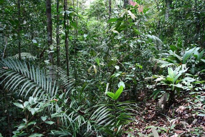 Boa constrictor Habitat Surinam