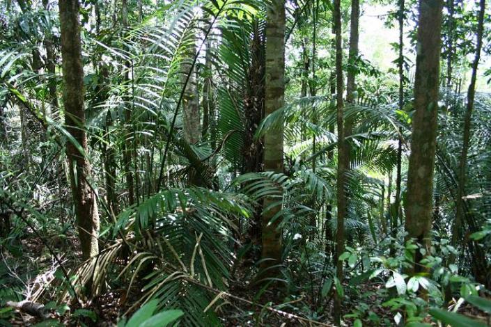 Boa constrictor Habitat Surinam