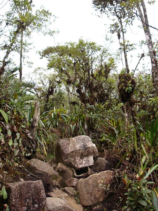 Boa constrictor Habitat Venezuela - Gran Sabana