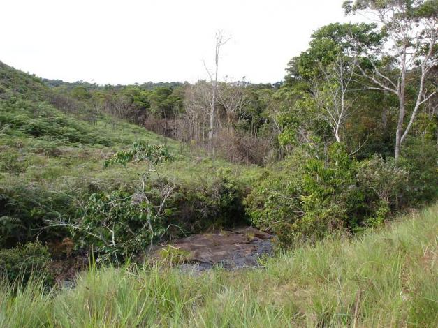 Boa constrictor Habitat Venezuela - Gran Sabana