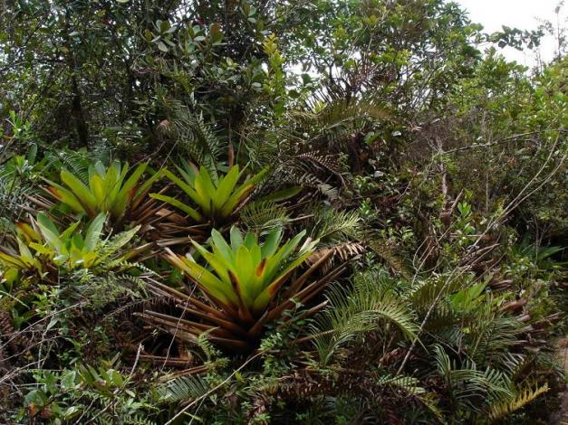 Boa constrictor Habitat Venezuela - Gran Sabana