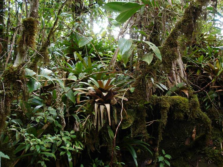 Boa constrictor Habitat Venezuela - Gran Sabana