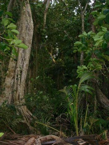 Boa Constrictor Habitat Costa Rica