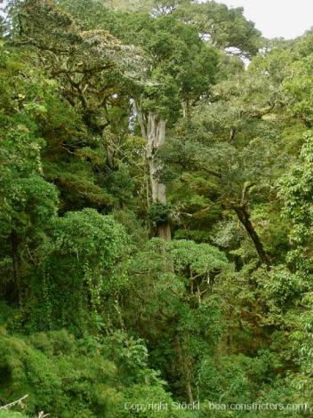 Boa Constrictor Habitat Costa Rica