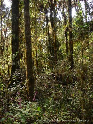 Boa Constrictor Habitat Costa Rica