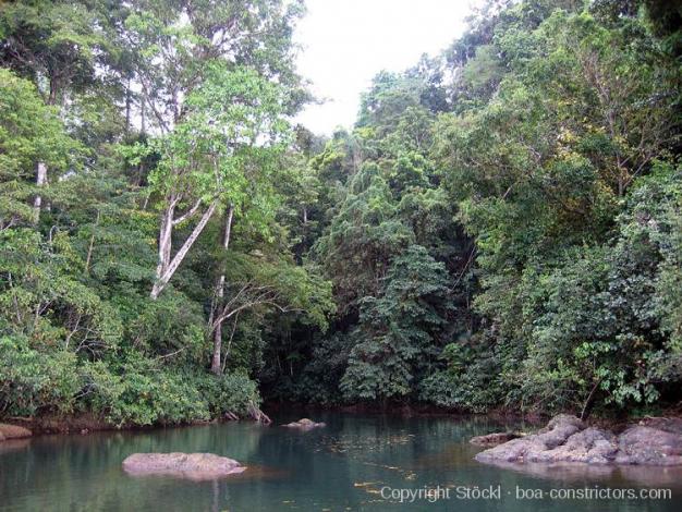 Boa Constrictor Habitat Costa Rica