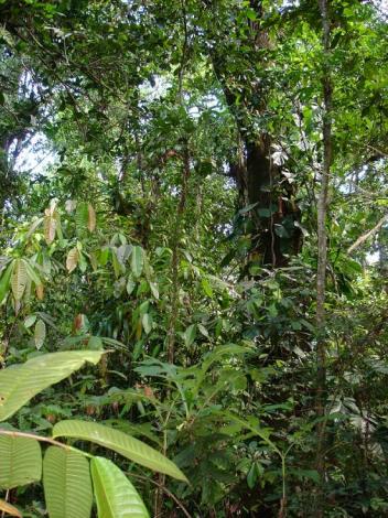 Boa Constrictor Habitat Costa Rica