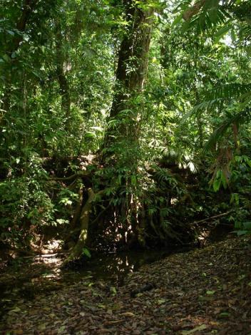 Boa Constrictor Habitat Costa Rica