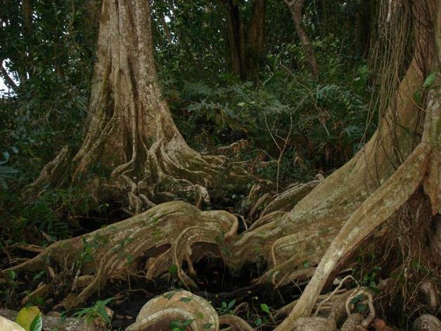 Boa Constrictor Habitat Costa Rica