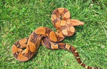 Boa constrictor Foto Archiv