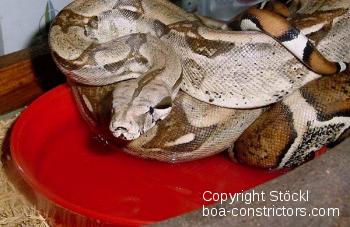 Anerythristic Boa c. longicauda for sale  Stöckl - Die Nr.1 Boa  constrictor Seite im Internet