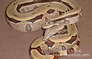 Galerie Boa constrictor amarali Bolivien