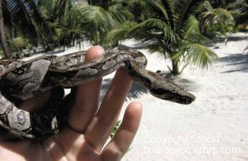 Galerie Boa c. imperator Ambergris Caye Belize