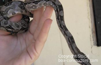 Boa c. imperator Ambergris Caye Belize