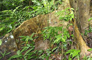 Baum im Regenwald von Peru