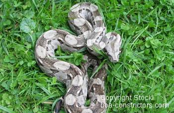 Libre D'un Boa Constrictor Noir Et Blanc