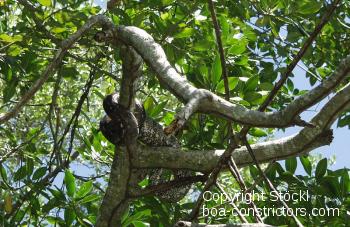 Boa c. imperator Belize Festland