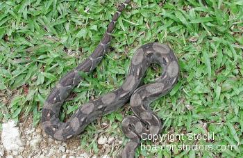 Belize Festland Boa c. imperator