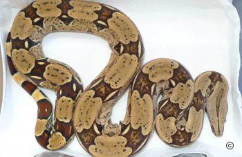 Boa_c_constrictor_Brasilien_Belem.jpg