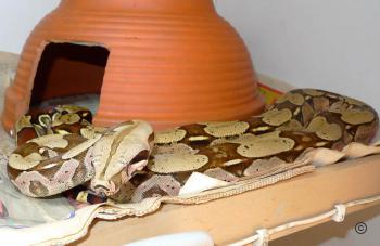 United States Repatriates Seven Boa Constrictors to Brazil From