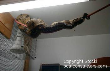 Boa constrictor Foto Archiv