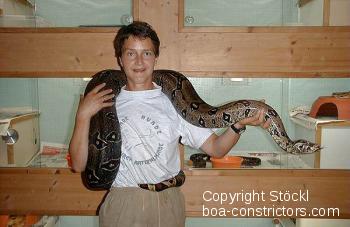 Boa constrictor Foto Archiv