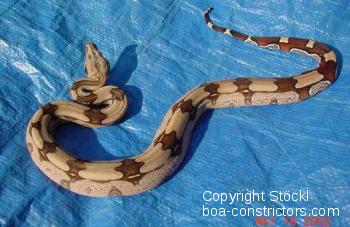 Boa constrictor Foto Archiv