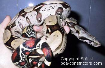 Boa constrictor Foto Archiv