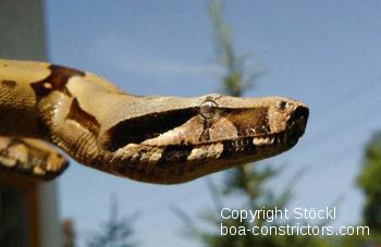 Boa constrictor Foto Archiv