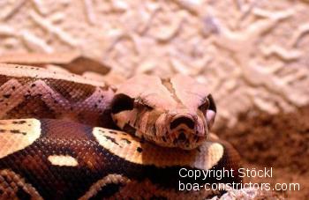 Boa constrictor Foto Archiv