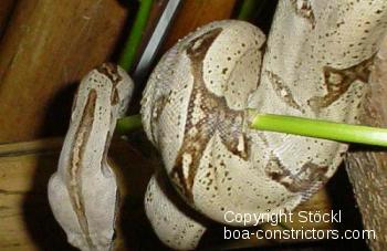 Boa constrictor Foto Archiv