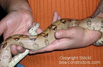 Boa constrictor Foto Archiv