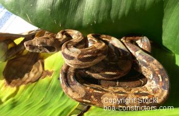 Boa constrictor Foto Archiv