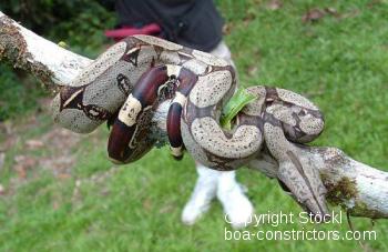 Boa constrictor Foto Archiv