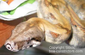 Boa constrictor Foto Archiv